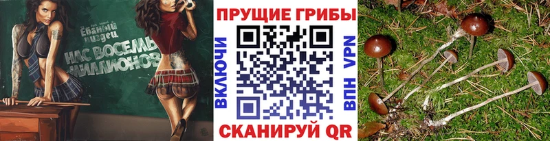 продажа наркотиков  Калач  Галлюциногенные грибы Cubensis 